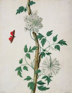 花卉研究，18世纪（水彩画）
